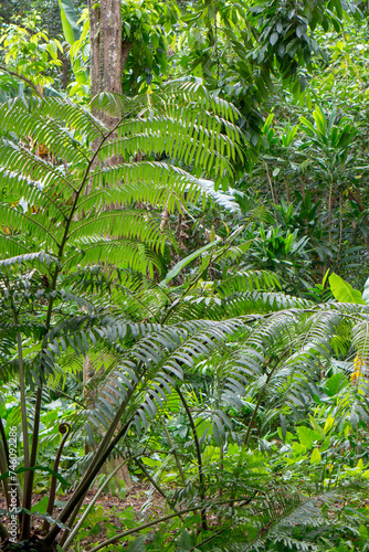 Details in a tropical botanic garden in Edge Hill near Cairns  Queensland  Australia