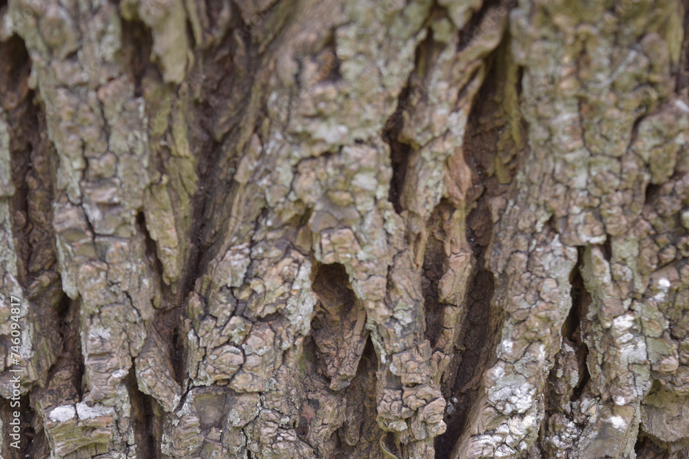 majestic texture of the bark of a tree, in a light brown color