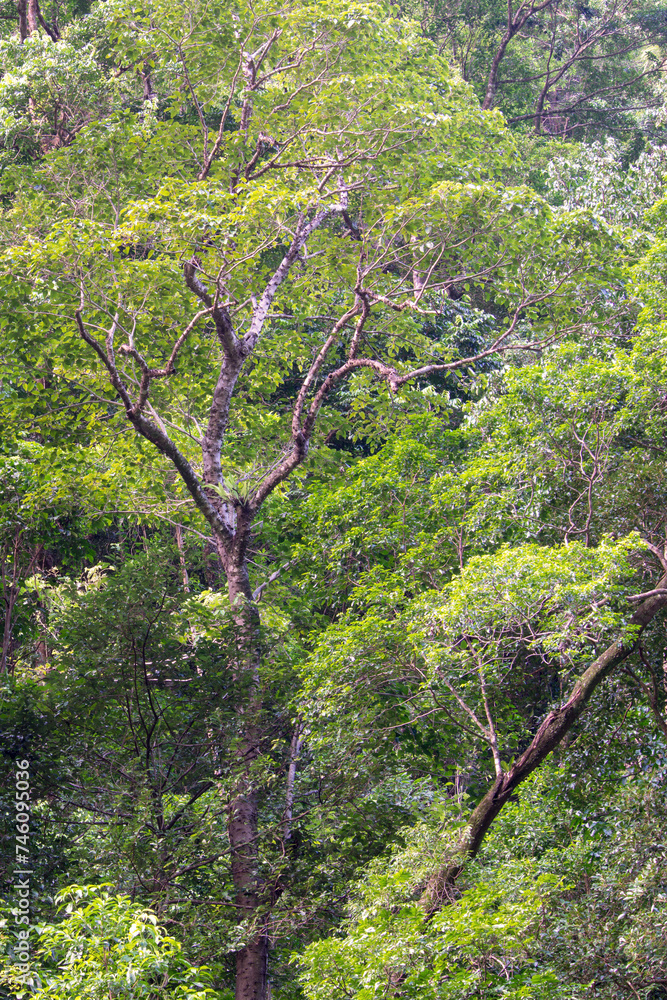 Far North Queensland's lush rainforest offers tranquility amidst diverse flora and fauna, waterfalls, wildlife, and vibrant ecosystems Far North Queensland's lush rainforest offers tranquility amidst diverse flora and fauna, waterfalls, wildlife, and vibrant ecosystems