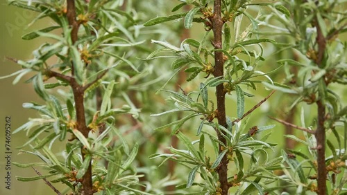 Hippophae rhamnoides, sea-buckthorn is flowering plant in family Elaeagnaceae, native to cold-temperate regions of Europe and Asia. It is spiny deciduous shrub.