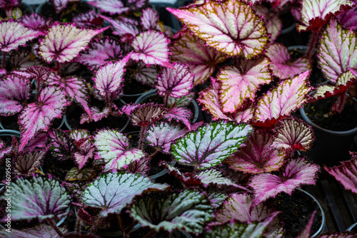 Begonia flowers background. colorful flowers. Different varieties of begonia