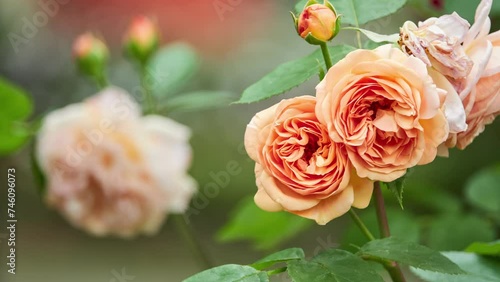 Rosa chinensis, known commonly as China, Chinese or Bengal rose, is member of genus Rosa native to Southwest China in Guizhou, Hubei, and Sichuan Provinces. photo