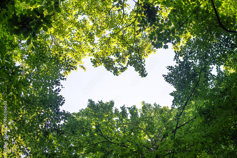 green leaves in the sun