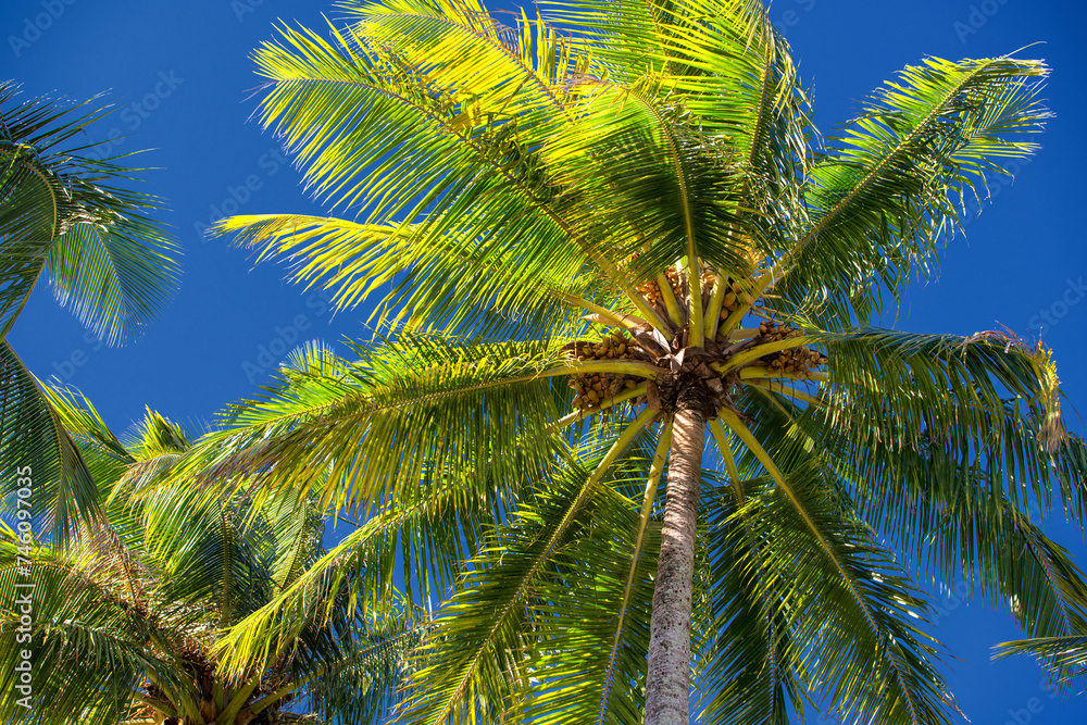 Fototapeta premium Far North Queensland's idyllic beachscape is adorned with swaying coconut palms, framing pristine sands and azure waters.