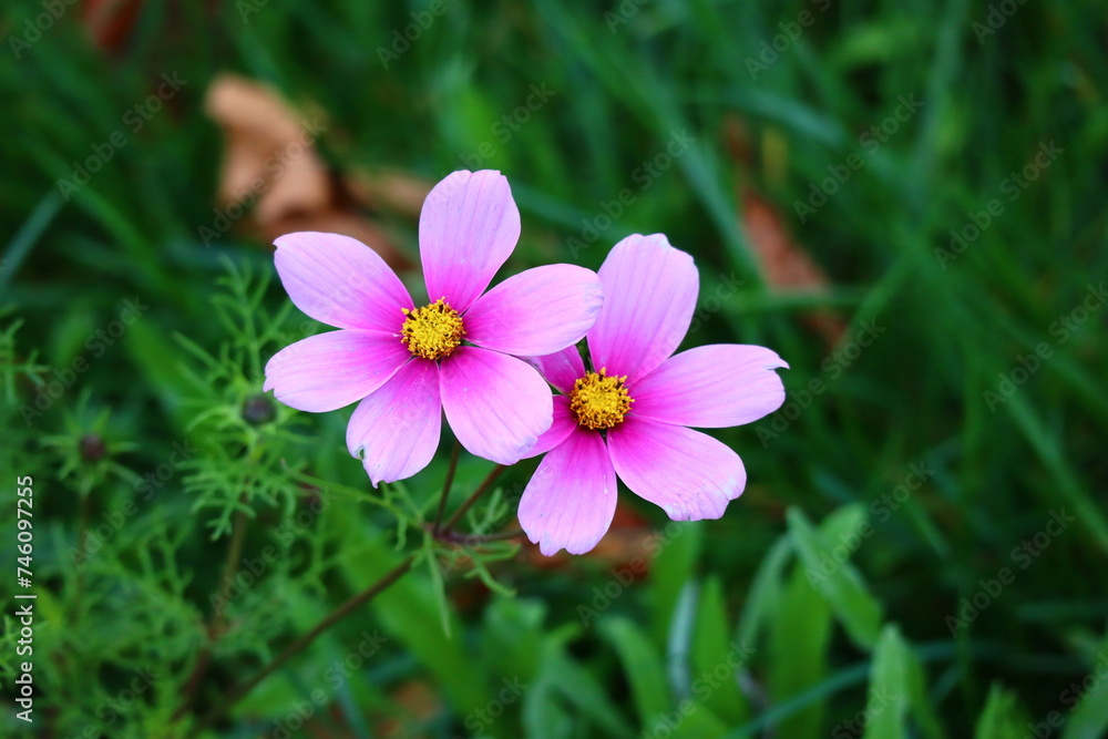 flower in the garden flower in the garden