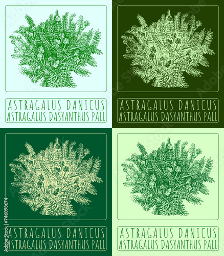 Set of vector drawing ASTRAGALUS DANICUS in various colors. Hand drawn illustration. The Latin name is ASTRAGALUS DASYANTHUS PALL.
