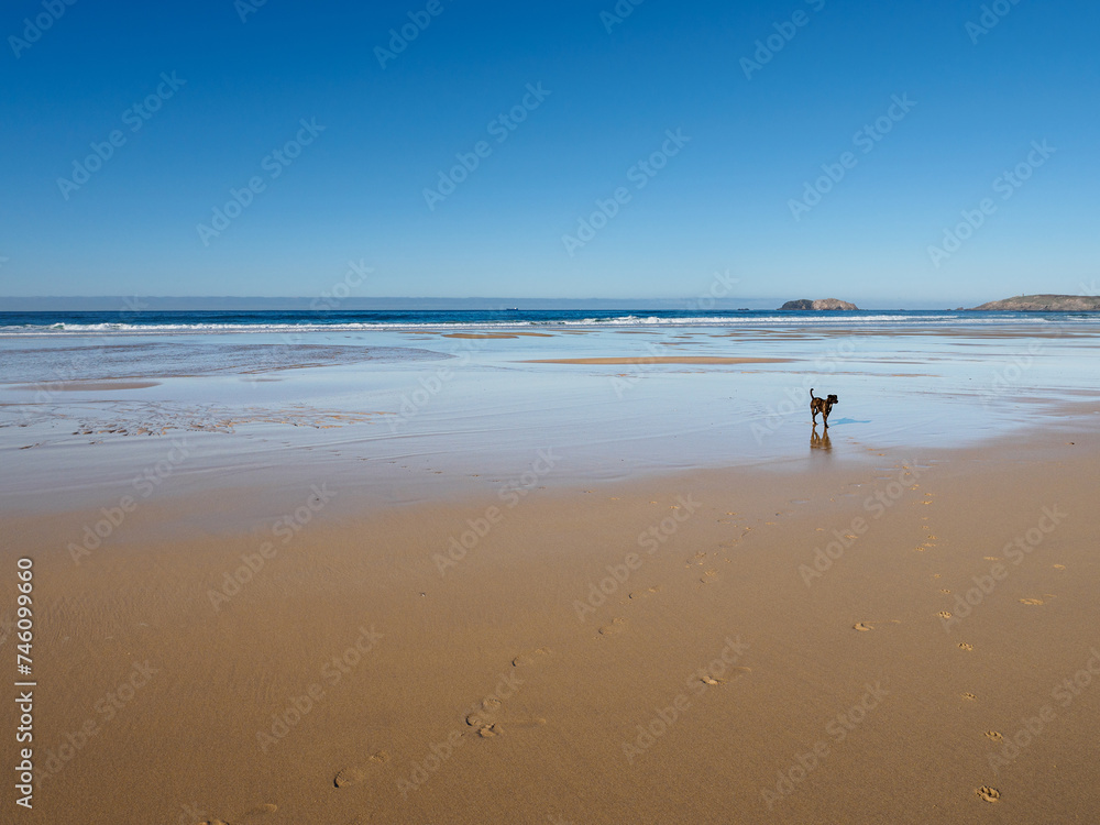 Paisaje, marina, playa con olas de mar en el horizonte y perro a lo lejos