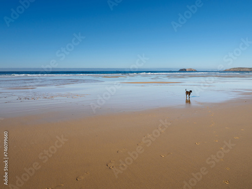 Paisaje, marina, playa con olas de mar en el horizonte y perro a lo lejos