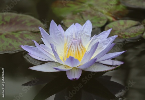 water lily in the pond