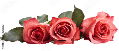 Three fresh red roses lined up with decorative leaves behind them. Fresh roses in a transparent background. Created with Generative AI