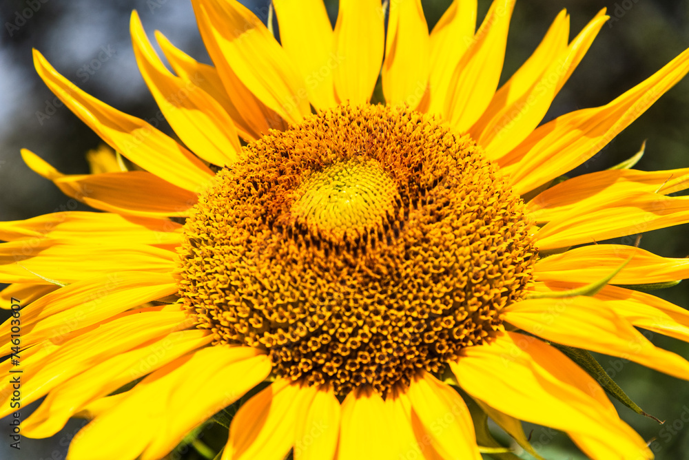 Naklejka premium Sunflower close up.