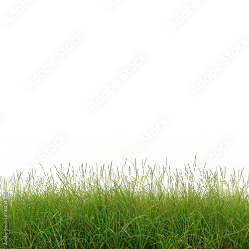 A Field of Tall Grass With a White Sky in the Background