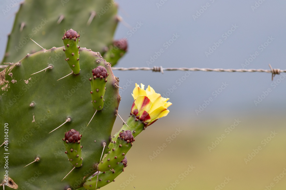The rustic beauty of cactuses that grew on a fence on the banks of a dirt road. The rustic beauty of cactuses that grew on a fence on the banks of a dirt road.