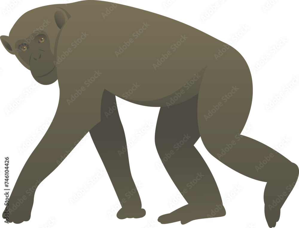 Vector color illustration of chimpanzee walking. African wild animal. Great ape isolated on white background. Wildlife of Africa.