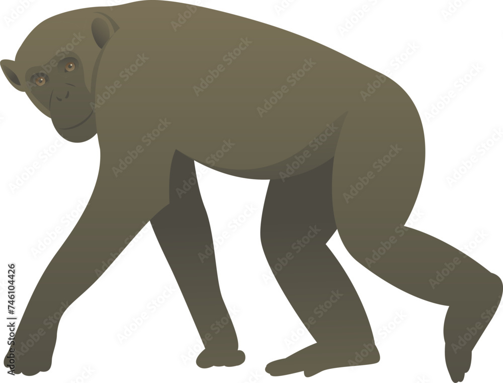 Obraz premium Vector color illustration of chimpanzee walking. African wild animal. Great ape isolated on white background. Wildlife of Africa.