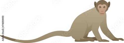  Vector color illustration of curious monkey with long tail standing, sitting. African small wild animal isolated on white background. Wildlife of Africa. © Anastasiia Neibauer