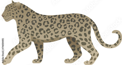Fototapeta Naklejka Na Ścianę i Meble -  Vector color illustration of adult spotted leopard standing, walking. African beautiful wild animal isolated on white background. Wildlife of Africa.