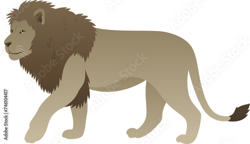 Vector color illustration of adult lion standing  walking. African strong and powerful wild animal isolated on white background. Wildlife of Africa.