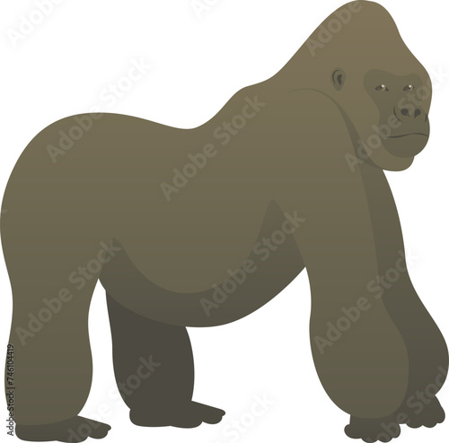 Vector color illustration of gorilla standing. African strong wild animal isolated on white background. Wildlife of Africa.