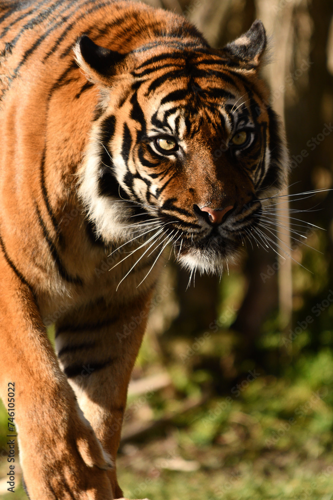 Tygrys sumatrzański - Ratu z Warszawskiego Zoo Tygrys sumatrzański - Ratu z Warszawskiego Zoo