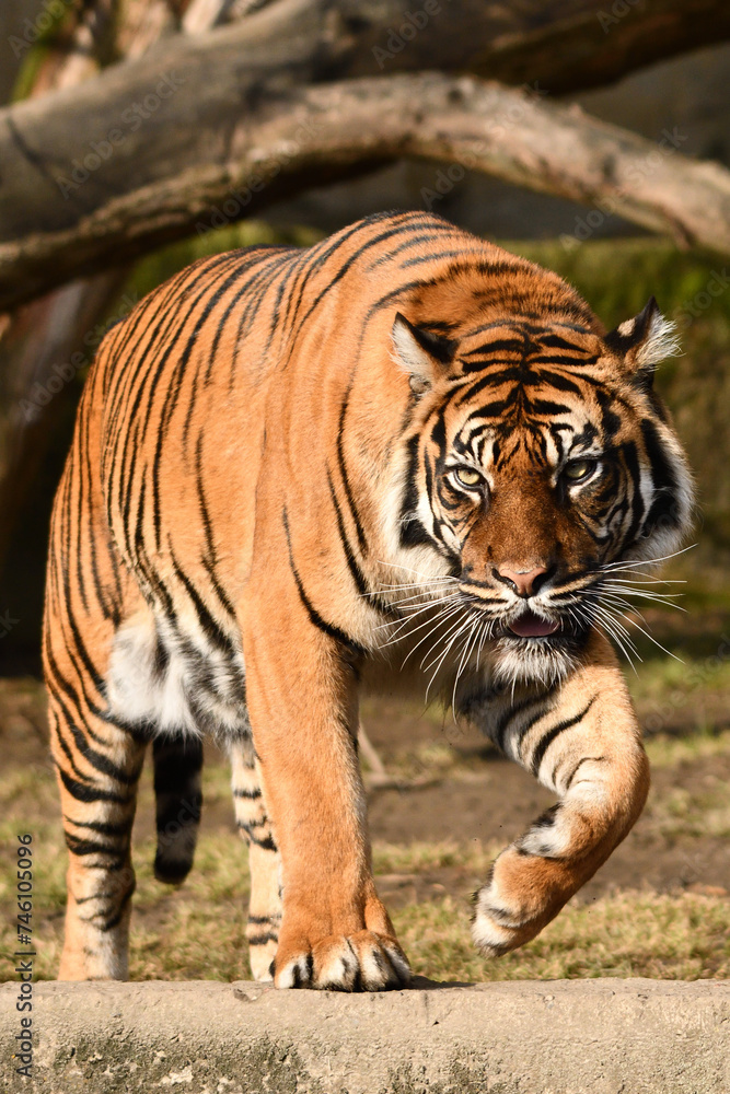 Tygrys sumatrzański - Ratu z Warszawskiego Zoo Tygrys sumatrzański - Ratu z Warszawskiego Zoo