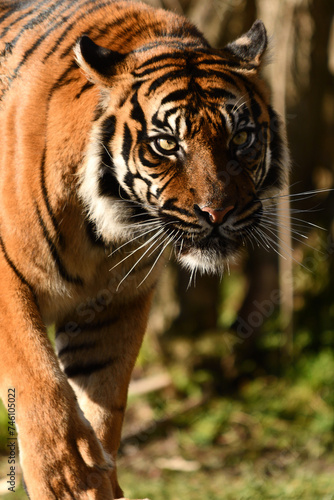 Tygrys sumatrza  ski - Ratu z Warszawskiego Zoo