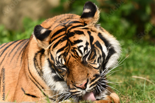 Fototapeta Naklejka Na Ścianę i Meble -  Tygrys sumatrzański - Ratu z Warszawskiego Zoo