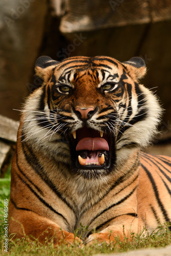 Fototapeta Naklejka Na Ścianę i Meble -  Tygrys sumatrzański - Ratu z Warszawskiego Zoo