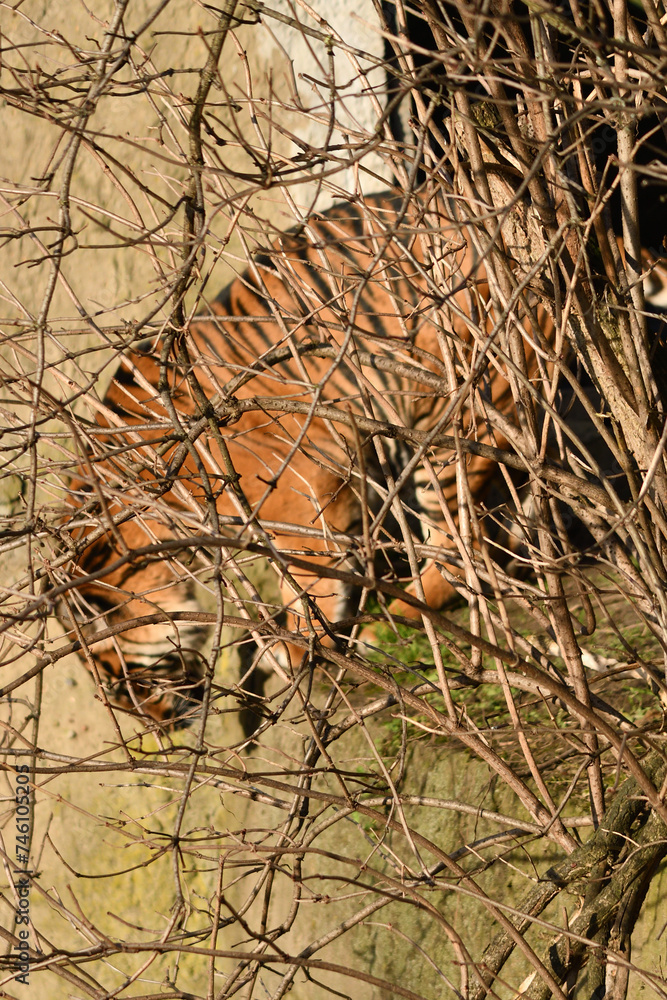 Tygrys sumatrzański - Ratu z Warszawskiego Zoo Tygrys sumatrzański - Ratu z Warszawskiego Zoo