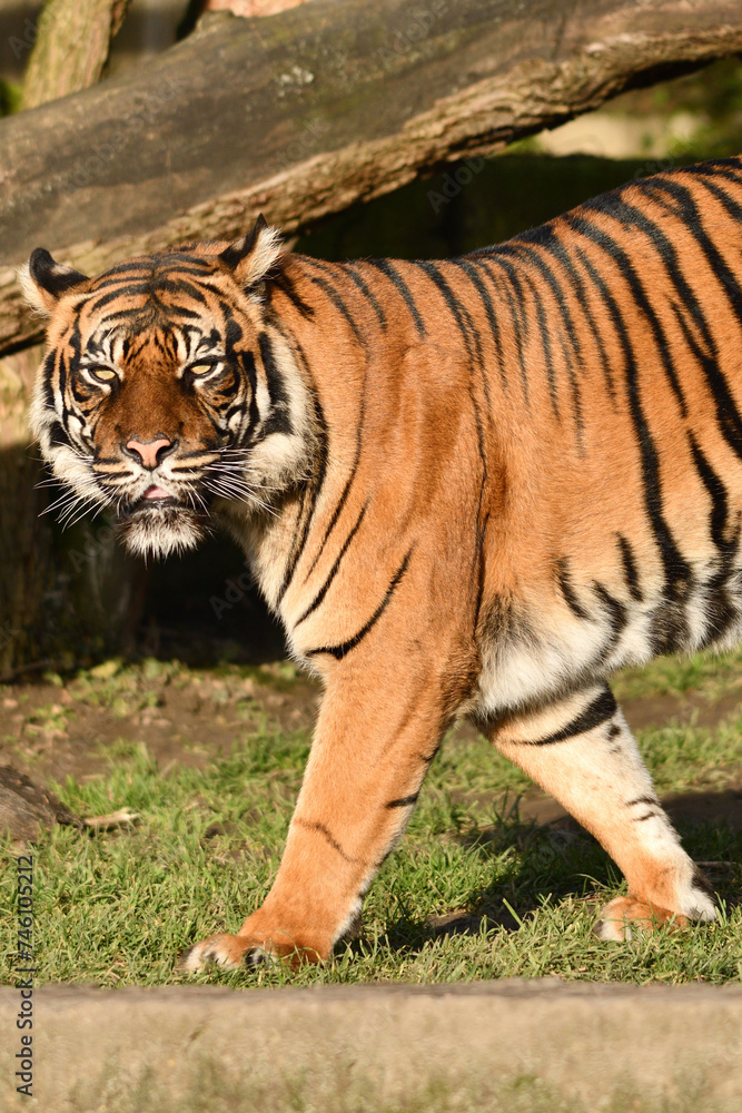 Fototapeta premium Tygrys sumatrzański - Ratu z Warszawskiego Zoo