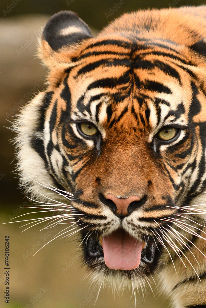 Tygrys sumatrzański - Ratu z Warszawskiego Zoo Tygrys sumatrzański - Ratu z Warszawskiego Zoo
