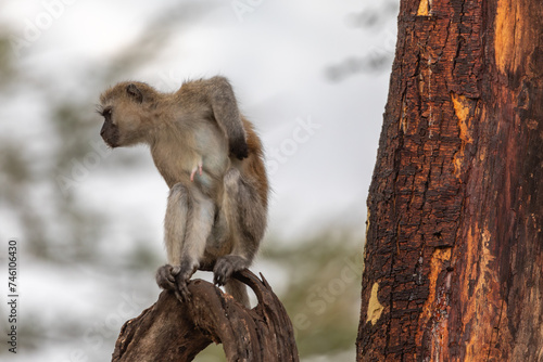 Vervet Monkey Perched on a Tree Branch and Scratching an Itch, Lake Manyara National Park, Arusha, Tanzania, Africa photo