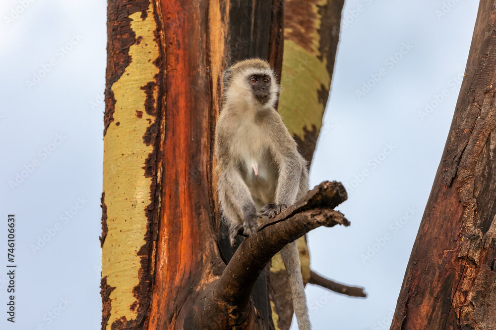 Obraz premium Vervet Monkey on the Branch of a Tree with Yellow and Red Bark in Lake Manyara National Park, Arusha, Tanzania, Africa