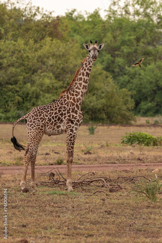 Lone Single Masai Giraffe Standing Still in Lake Manyara National Park, Tanzania, Africa