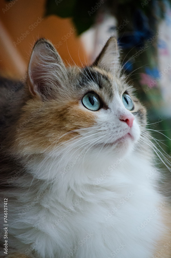 Fototapeta premium Cat