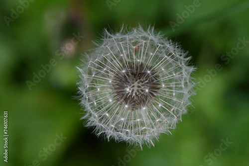 dandelion seed head