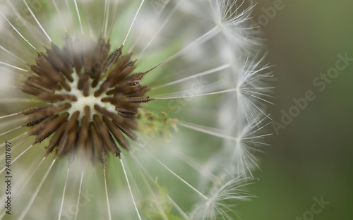 close up of dandelion