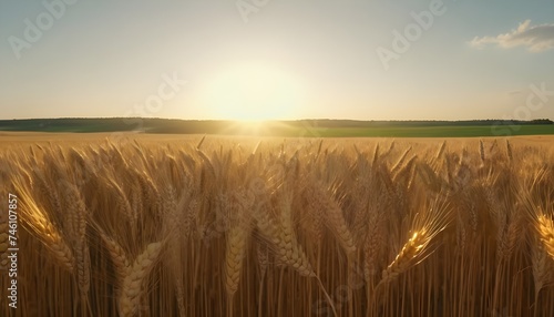 Sunset on a wheat field, cloudy sky