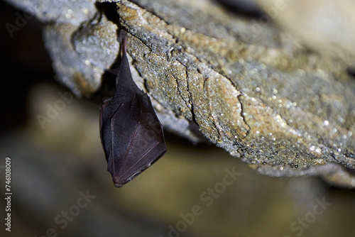 Lesser horseshoe bat hanging in a cave (Rhinolophus hipposideros)
