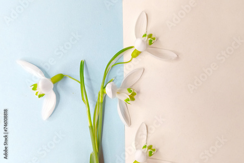 Creative layout. White snowdrop flowers on light blue and white background. Flat lay. Spring nature floral concept. Copy space. Minimal composition. Creative concept with copy space.