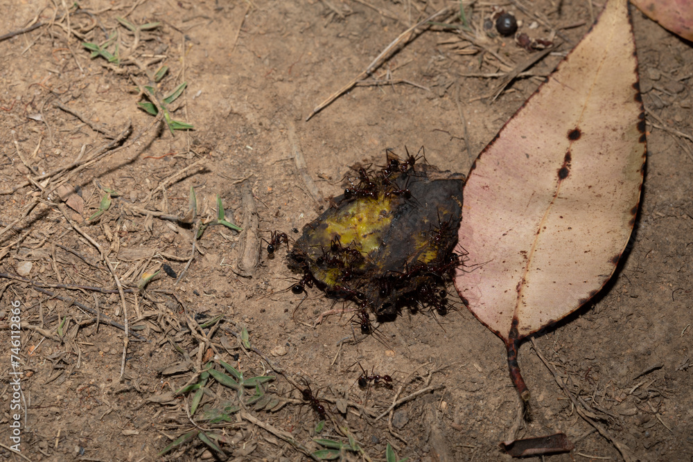 Carpenter ants (Camponotus gibber) large endemic ant Carpenter ants (Camponotus gibber) large endemic ant