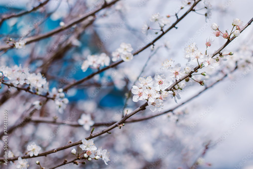 Beautiful branch with white blossom in a spring garden. \
