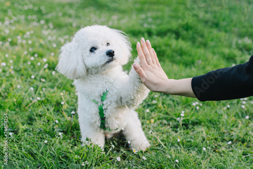 Cute Bichon Frise puppy playing with owner. Portrait of a puppy. photo