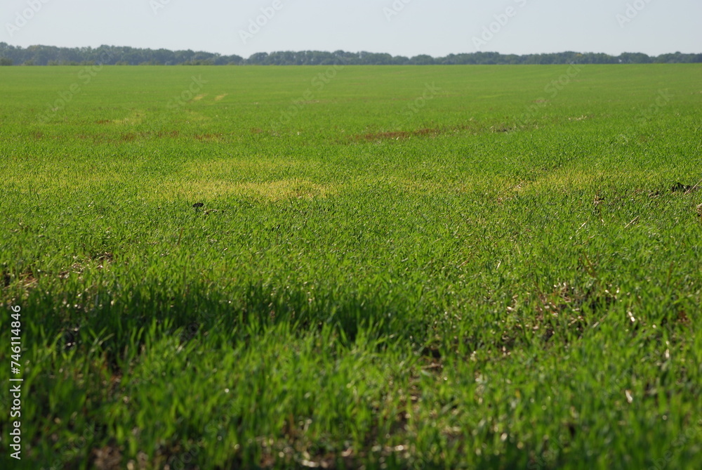 Field with green grass in Stavropol region. Summer sunny day, temperate steppes, a wide field is sown with young green grass, the plants have already grown. A forest belt is visible in the distance.