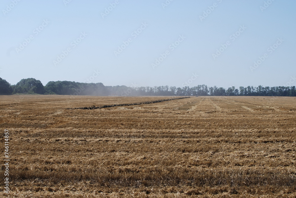 A mown field under the sky. Summer sunny day in the village. A wide field in which cereals grew. Yellow, withered, mown stems of plants remained on the field. There is a light blue cloudless sky above