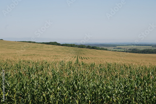 Field with growing corn. Under the summer sun and light blue sky there is a wide green field. In the field, elongated corn fruits grow on thick, long green stems. Plants are planted in even rows.