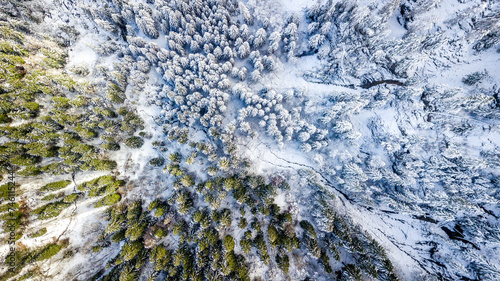 view from above on a forest where the sun hits just a part and the half is covered from fresh snow