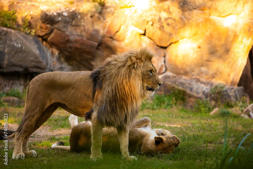 Fototapeta Naklejka Na Ścianę i Meble -  Pair adult Lions playing in zoological garden