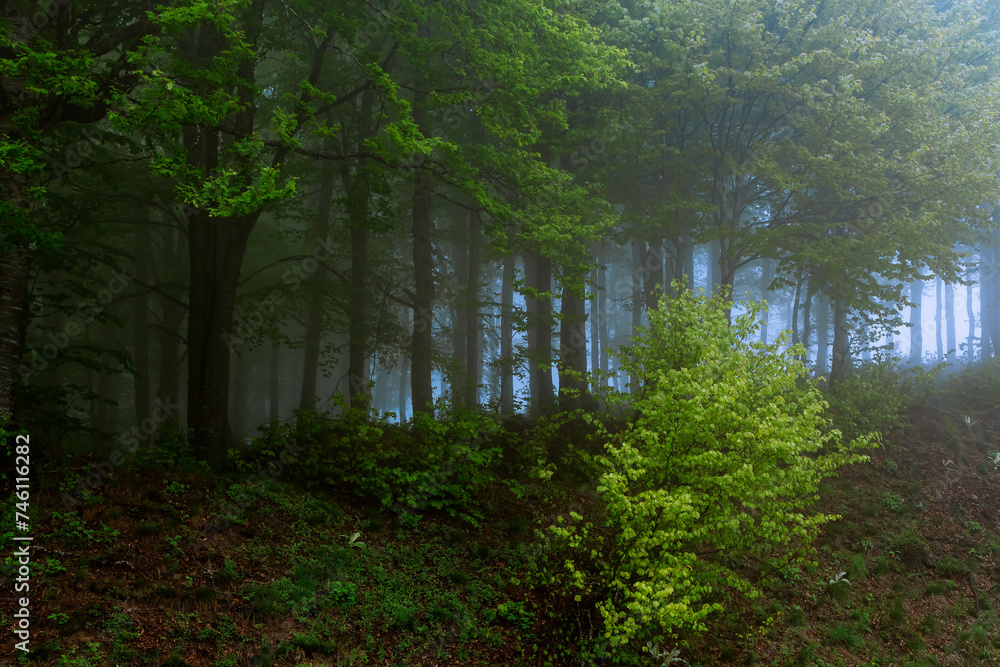 forest in the morning forest in the morning