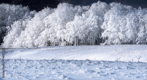 snow on the trees